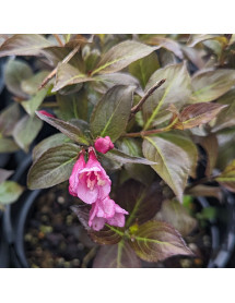 Weigela florida Foliis Purpureis (5lt)