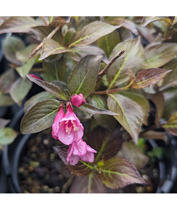 Weigela florida Foliis Purpureis (3lt)