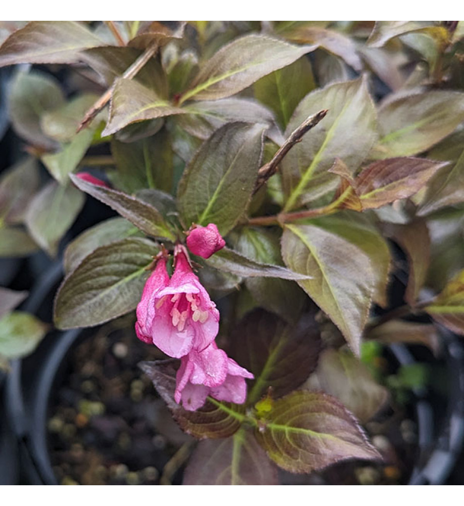 Weigela florida Foliis Purpureis (5lt)