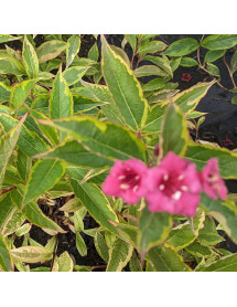 Weigela florida Moulin Rouge (7.5lt)