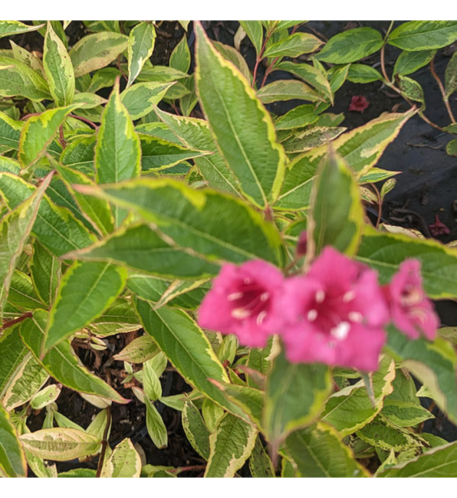 Weigela florida Moulin Rouge (7.5lt)