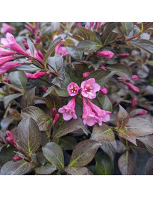 Weigela florida Nana Purpurea (5lt)