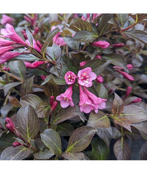 Weigela florida Nana Purpurea (3lt)