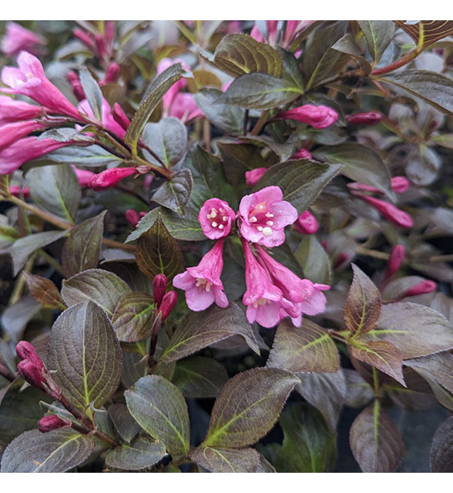 Weigela florida Nana Purpurea (5lt)