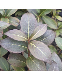 Weigela florida Tango (5lt)