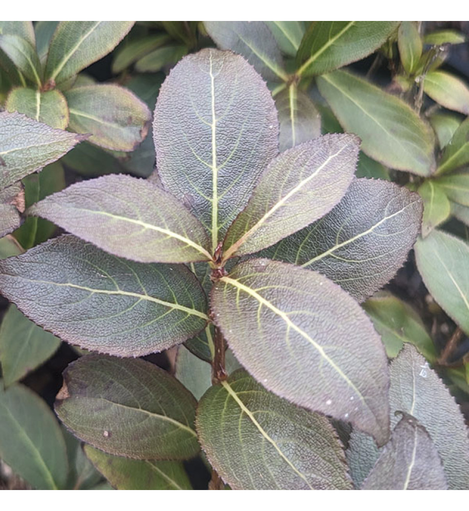 Weigela florida Tango (5lt)