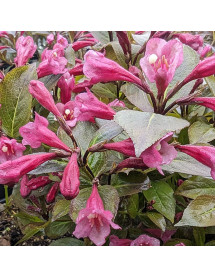 Weigela florida Tango (5lt)
