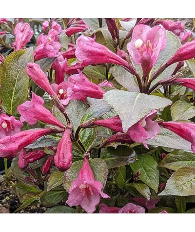 Weigela florida Tango (3lt)