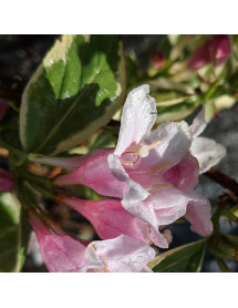Weigela florida Variegata (5lt)