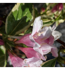 Weigela florida Variegata (5lt)