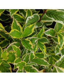 Weigela florida Variegata (5lt)
