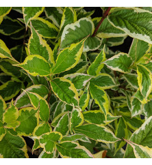 Weigela florida Variegata (5lt)