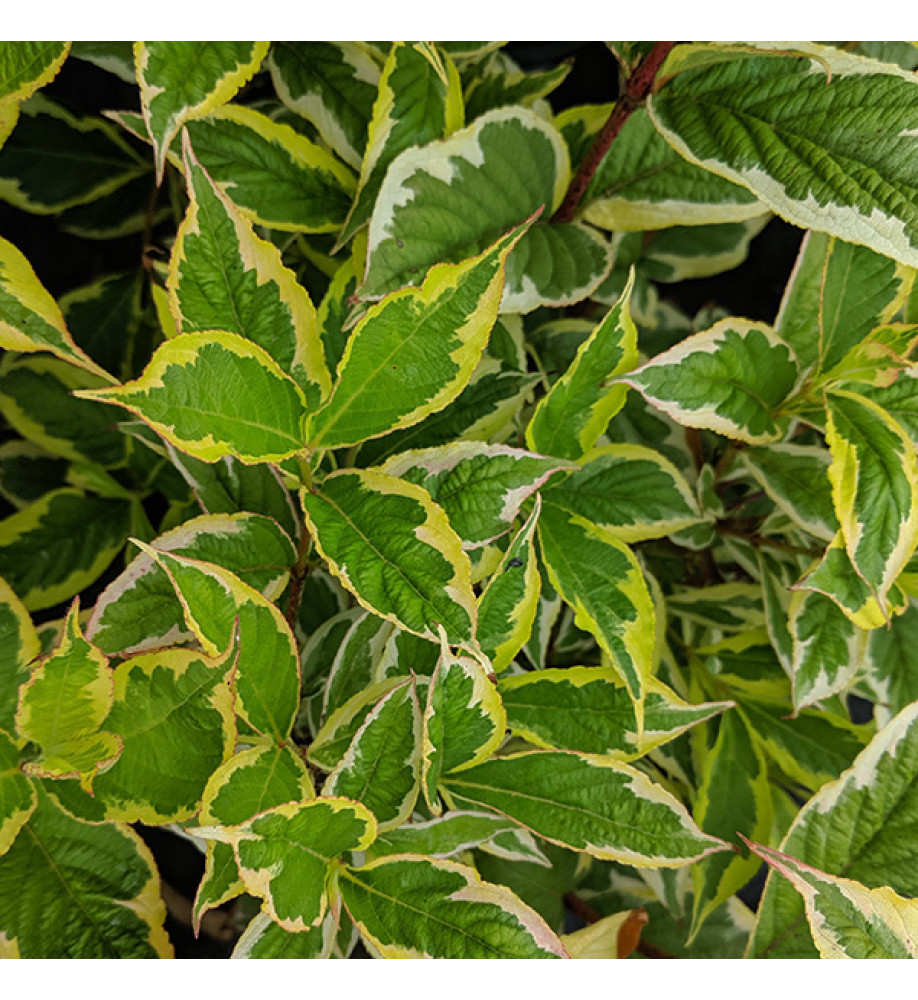 Weigela florida Variegata (5lt)