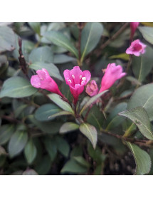 Weigela florida Victoria (5lt)