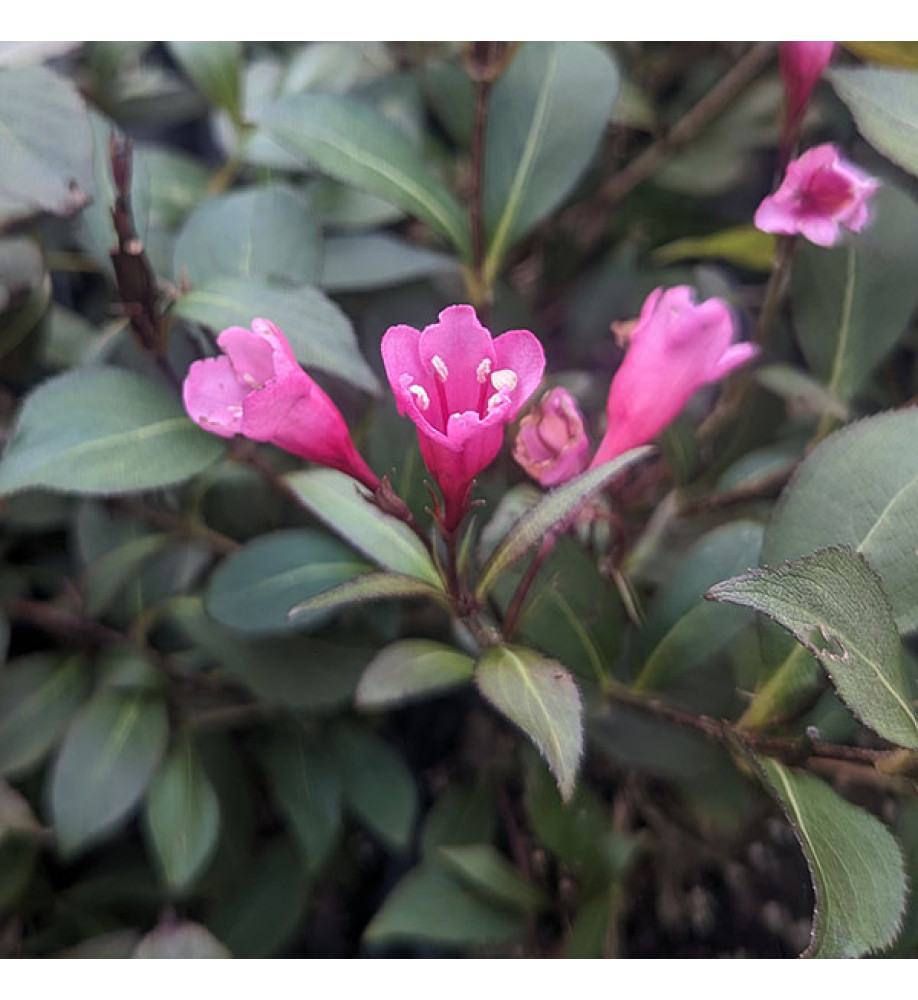 Weigela florida Victoria (5lt)