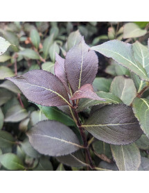 Weigela florida Victoria (5lt)