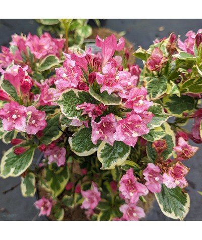 Weigela Kosteriana Variegata