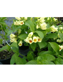 Weigela middendorfiana (3lt)