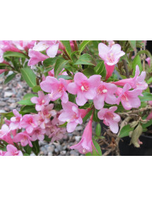 Weigela Pink Poppet (5lt) Weigela Pink Poppet (5lt)