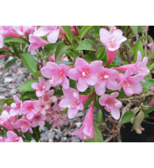 Weigela Pink Poppet (5lt)