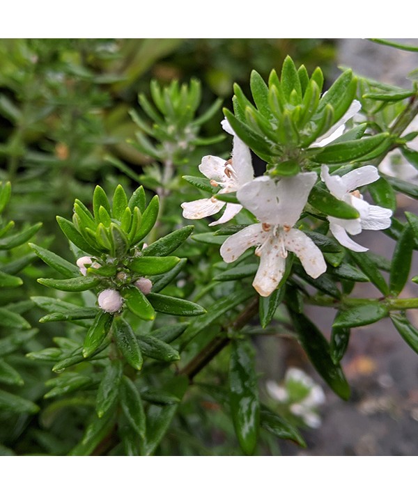 Westringia fruticosa (3lt)