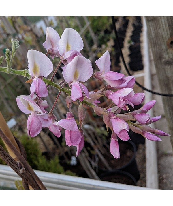 Wisteria brachybotrys showa-beni (3lt)