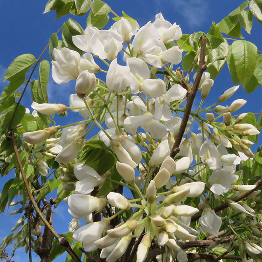 Wisteria brachybotrys Shiro-kapitan (3lt)