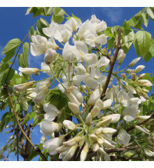 Wisteria brachybotrys Shiro-kapitan (trellis) (35lt)