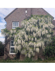Wisteria floribunda alba Shiro-noda (3lt)
