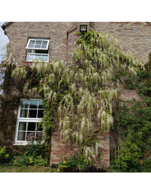 Wisteria floribunda alba Shiro-noda (3lt) Wisteria floribunda alba Shiro-noda (3lt)