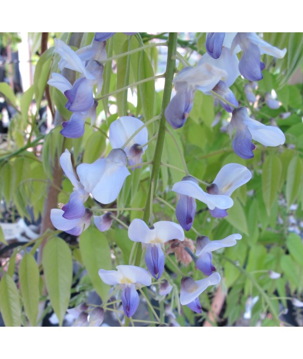 Wisteria floribunda Multijuga (7.5lt) Wisteria floribunda Multijuga (7.5lt)