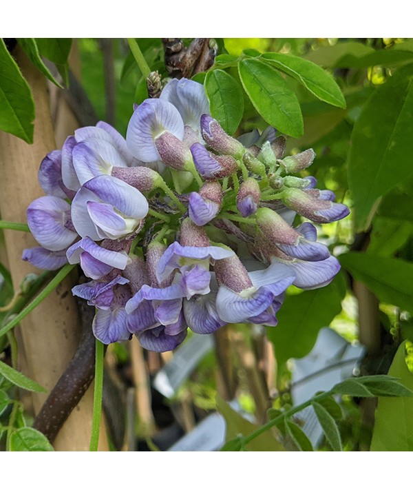 Wisteria frutescens Longwood Purple (3lt)