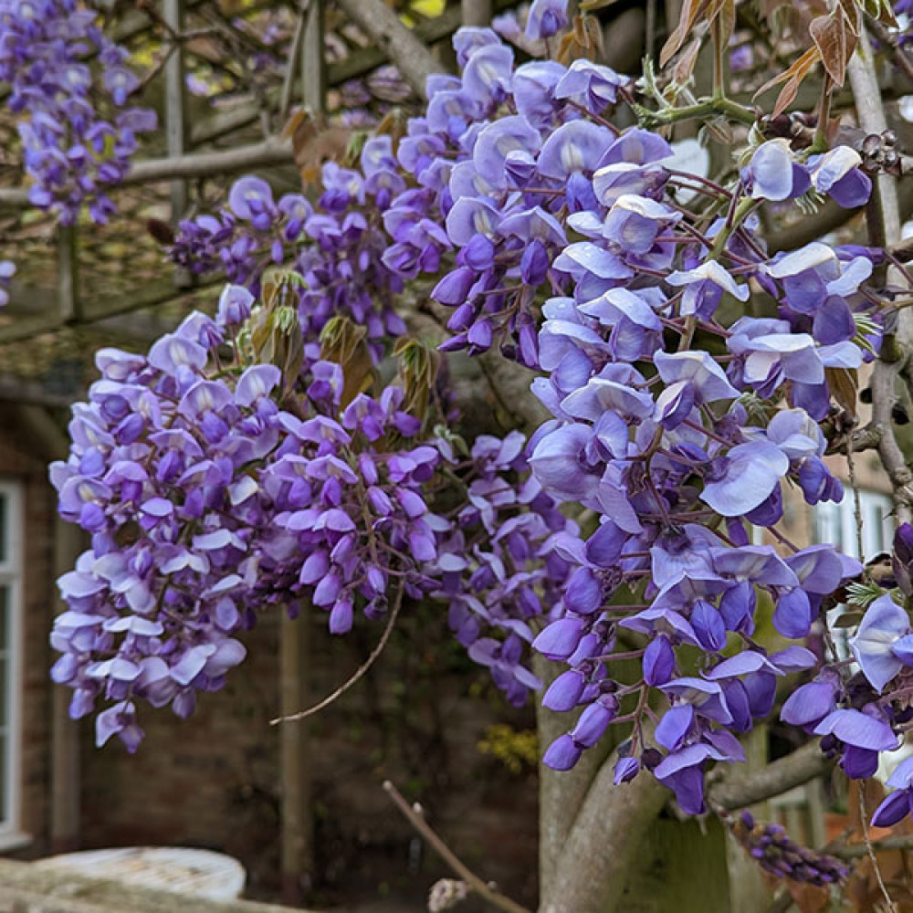 Wisteria brachybotrys Okayama (Trellis) (20lt)