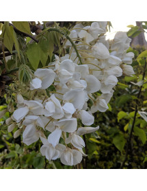 Wisteria brachybotrys Shiro-kapitan (trellis) (35lt) Wisteria brachybotrys Shiro-kapitan (trellis) (35lt)