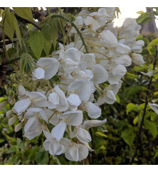 Wisteria brachybotrys Shiro-kapitan (trellis) (35lt)