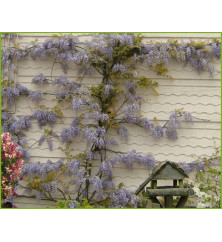 Wisteria sinensis Prolific (10lt)