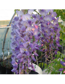 Wisteria sinensis Prolific (1.5m trellis) (20lt)
