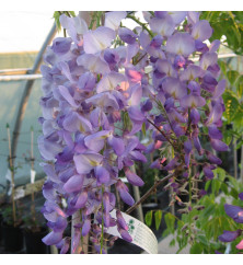 Wisteria sinensis Prolific (10lt) Wisteria sinensis Prolific (10lt)