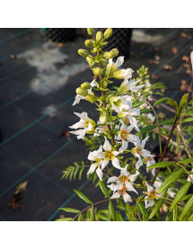 Xanthoceras sorbifolium (3lt)