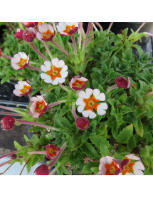 Zaluzianskya Orange Eye (1lt)