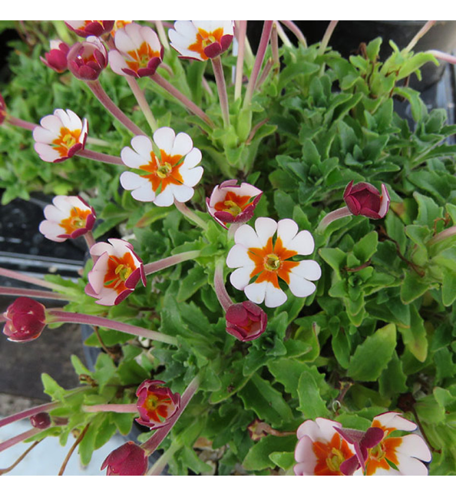 Zaluzianskya Orange Eye (1lt)