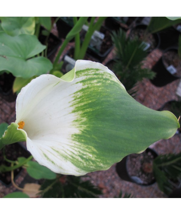 Zantedeschia aethiopica Green Goddess (1lt)