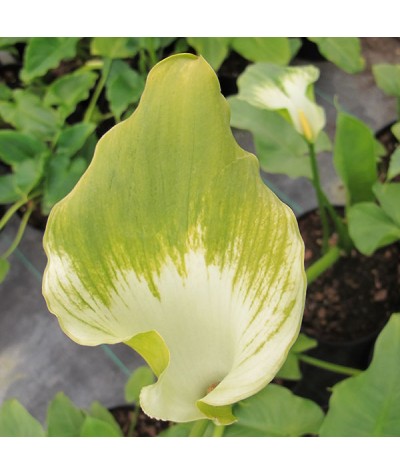 Zantedeschia aethiopica Green Goddess (1lt)