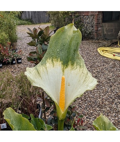 Zantedeschia aethiopica Green Goddess (1lt)