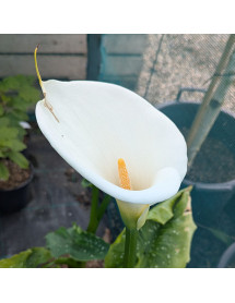 Zantedeschia Hercules (White Giant) (3lt)