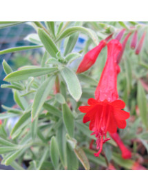 Zauschneria californica Dublin (0.75lt)