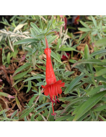 Zauschneria californica Dublin (0.75lt)