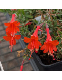 Zauschneria californica Dublin (0.75lt) Zauschneria californica Dublin (0.75lt)