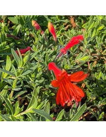 Zauschneria californica Dublin (0.75lt) Zauschneria californica Dublin (0.75lt)