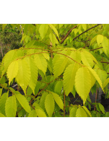 Zelkova serrata Kiwi Sunset (12lt)